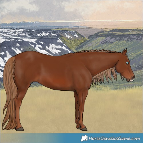 Horse Color:Chestnut Frame 