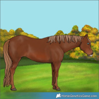 Horse Color:Chestnut Frame