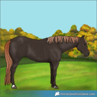Horse Color:Liver Chestnut 