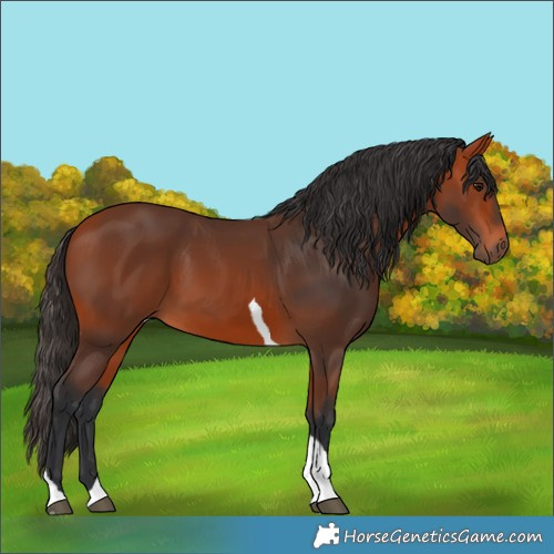 Horse Color:Bay Tobiano 