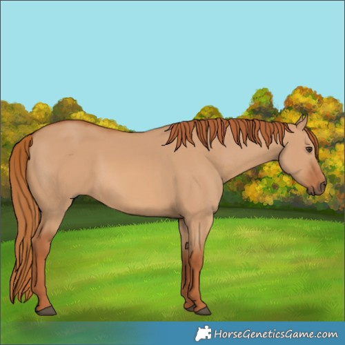 Horse Color:Red Dun 