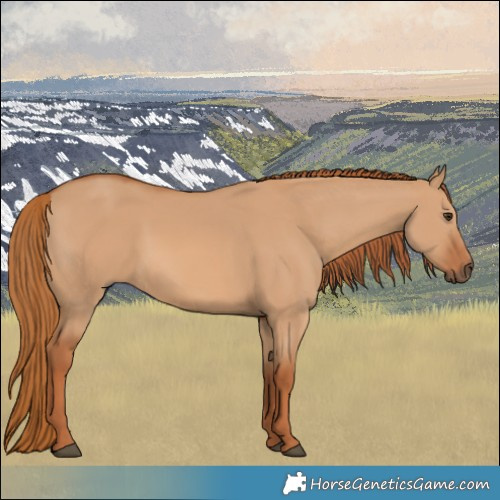 Horse Color:Red Dun 