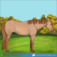 Horse Color:Red Dun 