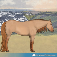 Horse Color:Red Dun 