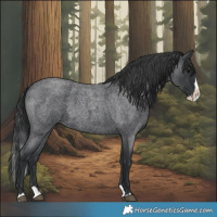 Horse Color:Blue Roan Splash 