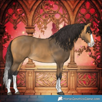 Horse Color:Buckskin Splash 