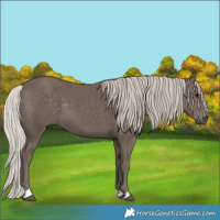 Horse Color:Silver Black