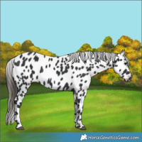 Horse Color:Black Leopard 