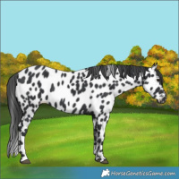 Horse Color:Black Appaloosa 