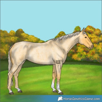 Horse Color:Palomino Roan Tobiano 