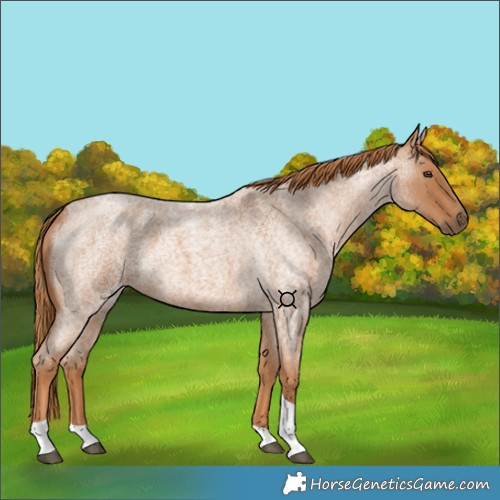 Horse Color:Red Roan Tobiano 