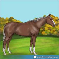 Horse Color:Silver Black 