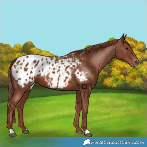 Horse Color:Chestnut Blanket