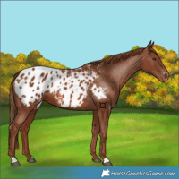 Horse Color:Chestnut Appaloosa 