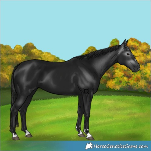 Horse Color:Gray Black 