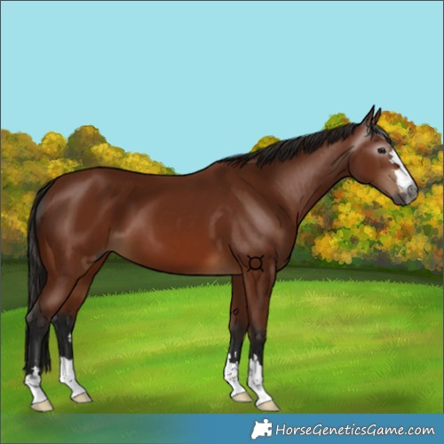 Horse Color:Gray Bay 