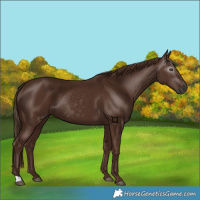 Horse Color:Gray Chestnut 