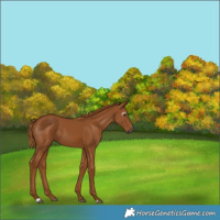 Horse Color:Gray Chestnut 