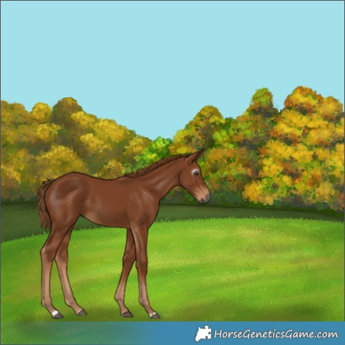 Horse Color:Gray Chestnut 