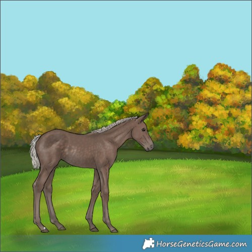 Horse Color:Silver Black Rabicano 