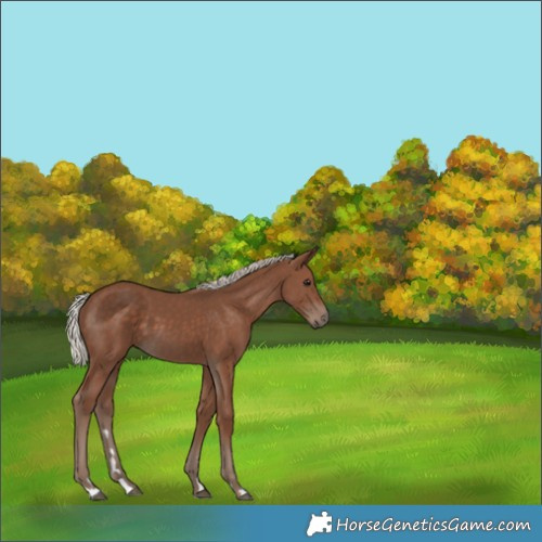 Horse Color:Silver Black