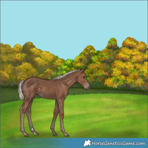 Horse Color:Silver Black