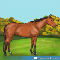 Horse Color:Bay 