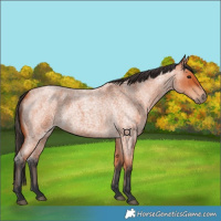 Horse Color:Bay Roan 