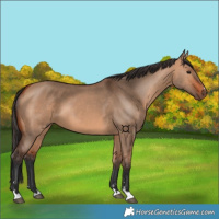 Horse Color:Bay Dun