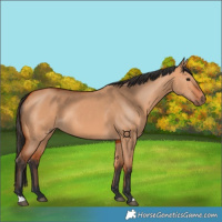 Horse Color:Bay Dun