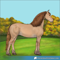 Horse Color:Red Dun 