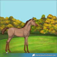 Horse Color:Red Dun 