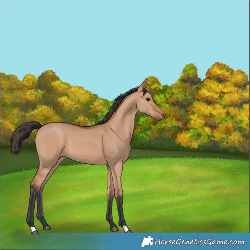 Horse Color:Bay Dun