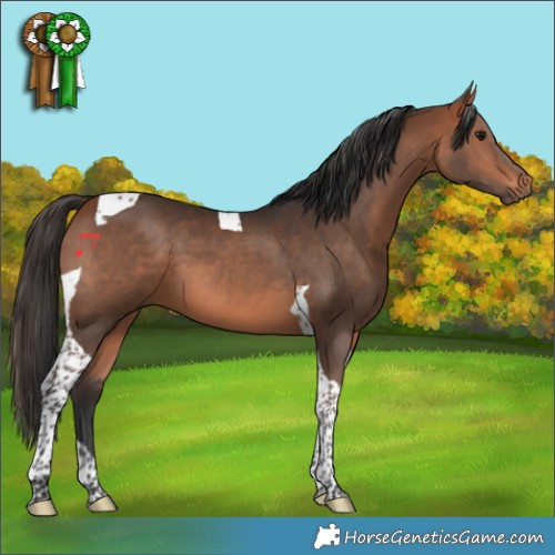 Horse Color:Bay Tobiano 