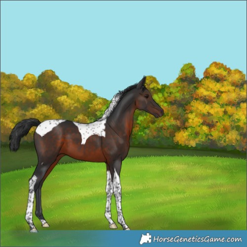 Horse Color:Brown Tobiano 