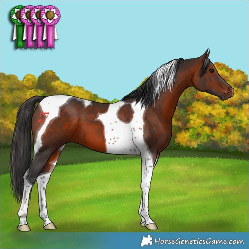 Horse Color:Brown Tobiano 