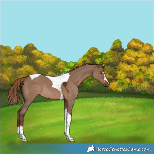Horse Color:Liver Red Dun Tobiano Rabicano 