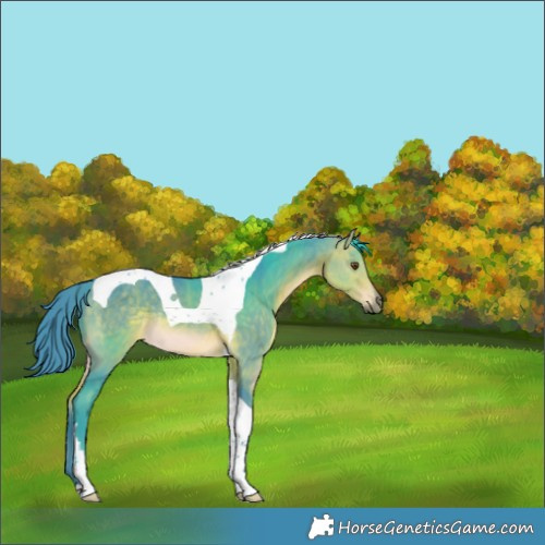 Horse Color:Watercolor Buckskin Tobiano Rabicano 