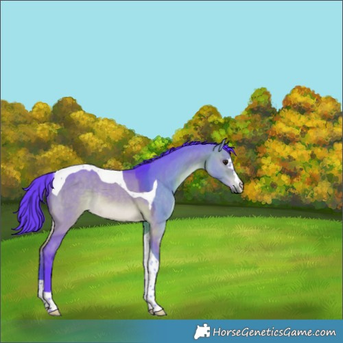 Horse Color:Watercolor Brown Dun Tobiano Rabicano 