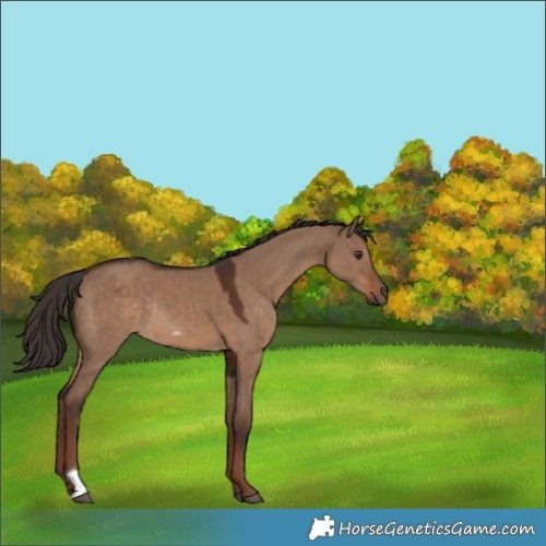 Horse Color:Liver Red Dun Tobiano Rabicano 