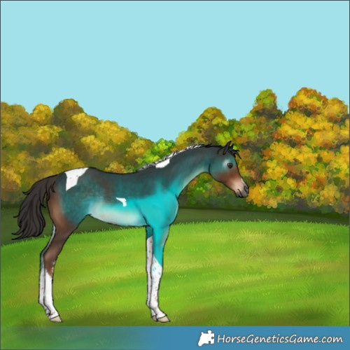 Horse Color:Gray White Spotted Liver Chestnut Tobiano Rabicano 