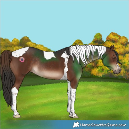 Horse Color:Liver Chestnut Tobiano Rabicano 