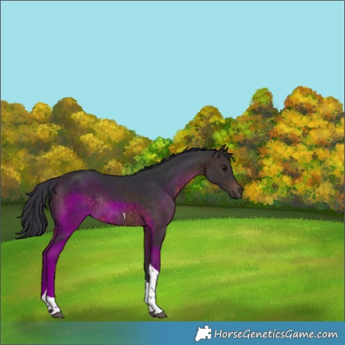 Horse Color:Brown Tobiano Rabicano 