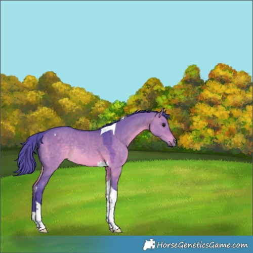 Horse Color:Watercolor Brown Dun Tobiano Rabicano 