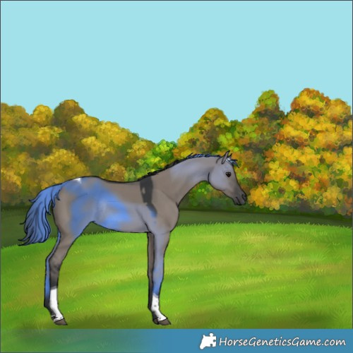 Horse Color:Grullo Tobiano Rabicano 