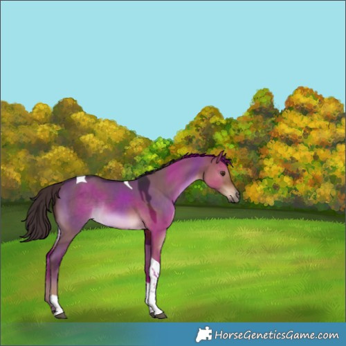 Horse Color:Liver Red Dun Tobiano Rabicano 