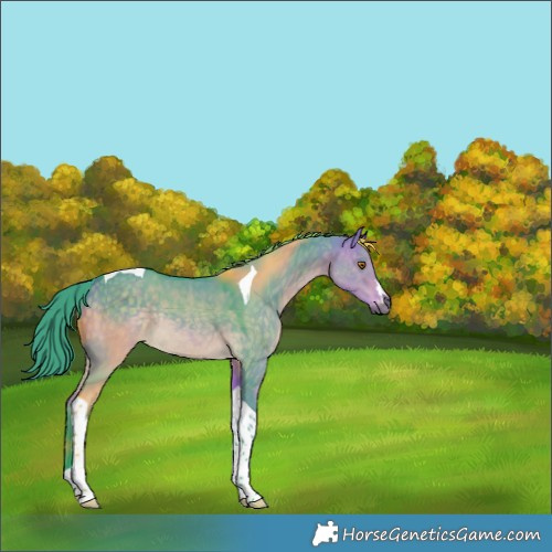 Horse Color:Watercolor Buckskin Dun Tobiano Rabicano 