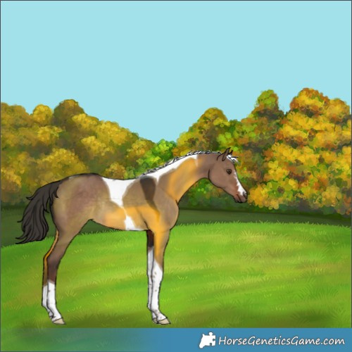 Horse Color:Liver Red Dun Tobiano Rabicano 