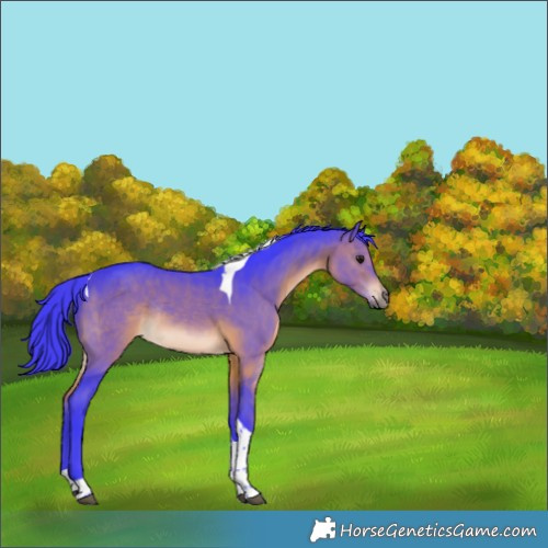 Horse Color:Watercolor Brown Tobiano Rabicano 