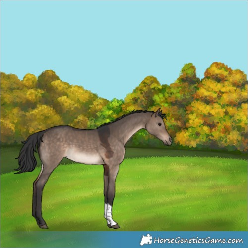 Horse Color:Brown Dun Tobiano Rabicano 